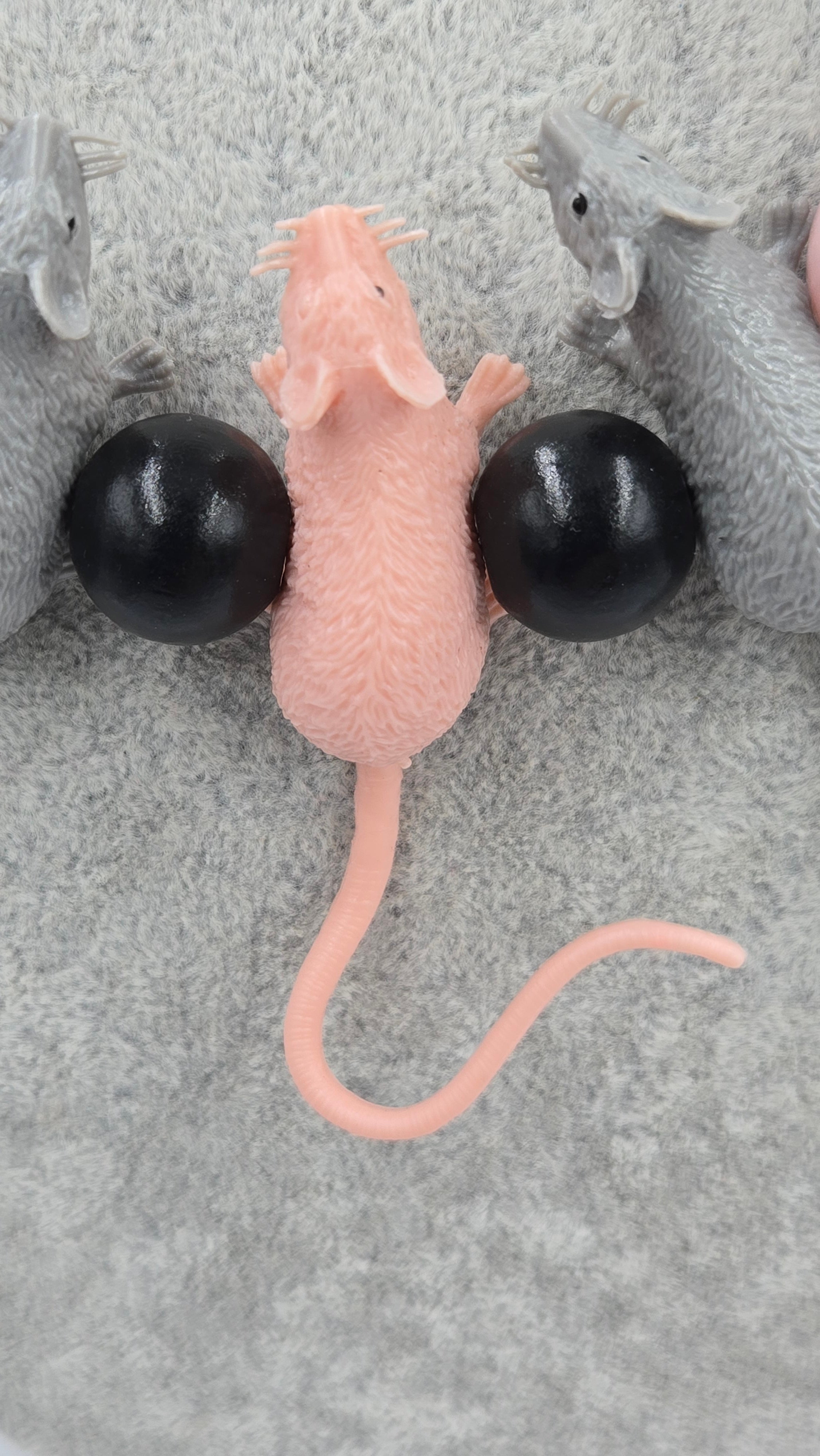 Racing rats